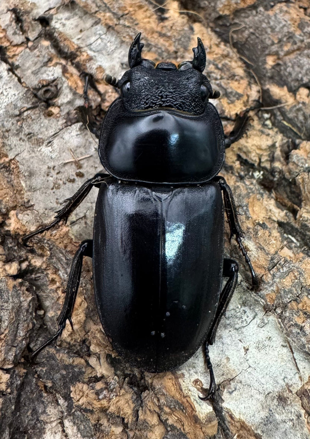 【WF1】《マレーアンタエウス ケランタン産 71.5mm ペア》