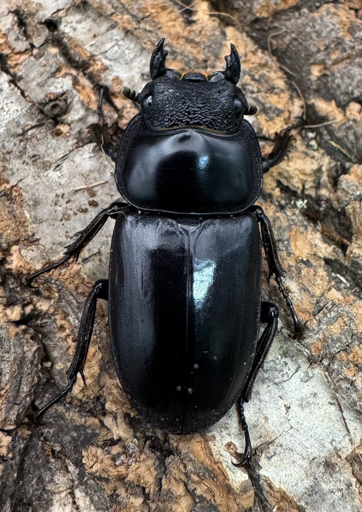 【WF1】《マレーアンタエウス ケランタン産 71.5mm ペア》