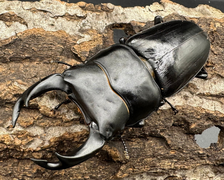 《オオクワガタ 川西血統 78mm ペア》ヒート氏ブリード個体