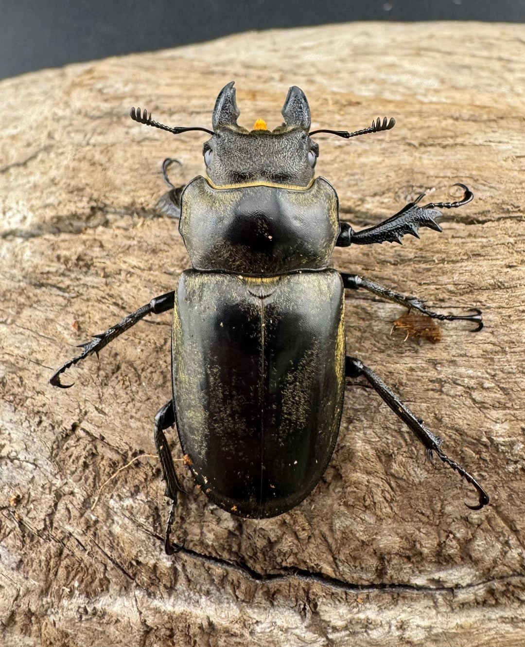 【WD】大型《クラーツミヤマ原名亜種 65mm ペア》①