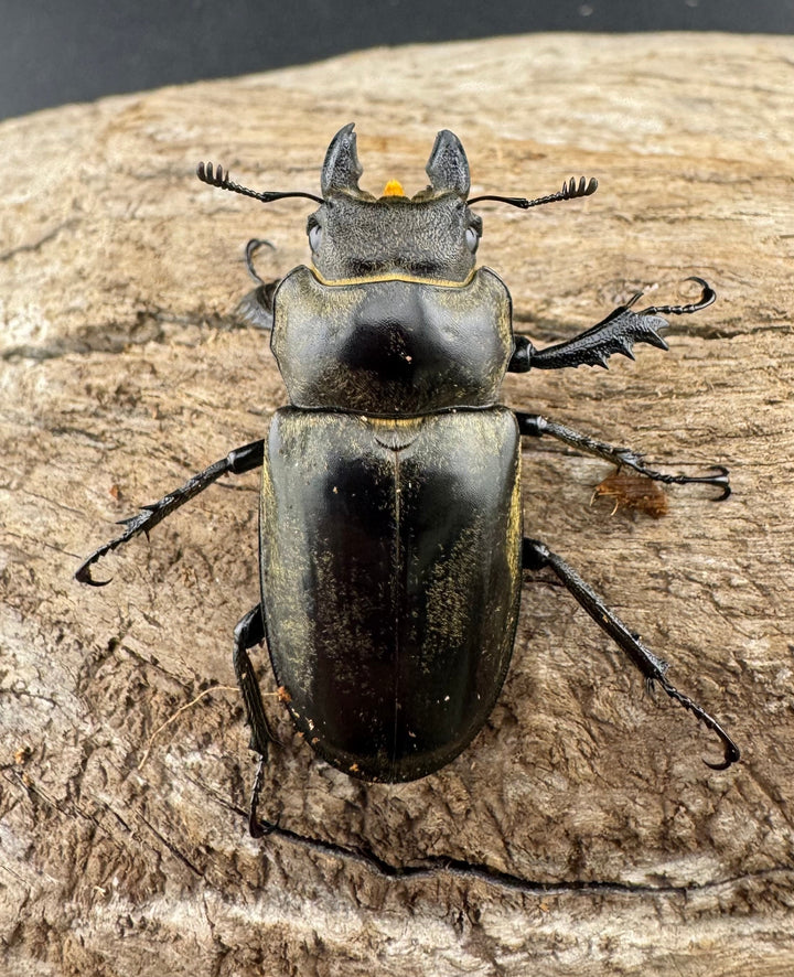 【WD】大型《クラーツミヤマ原名亜種 65mm ペア》①