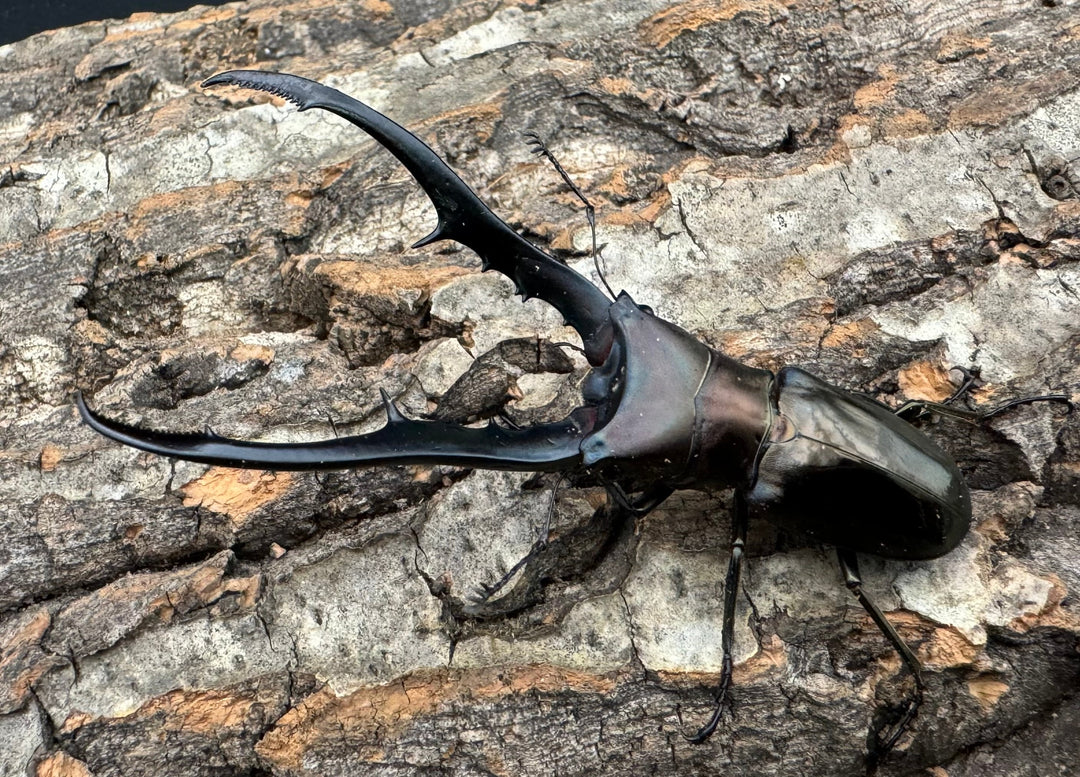 【WD】《メタリフェルホソアカ 78mm ペア》