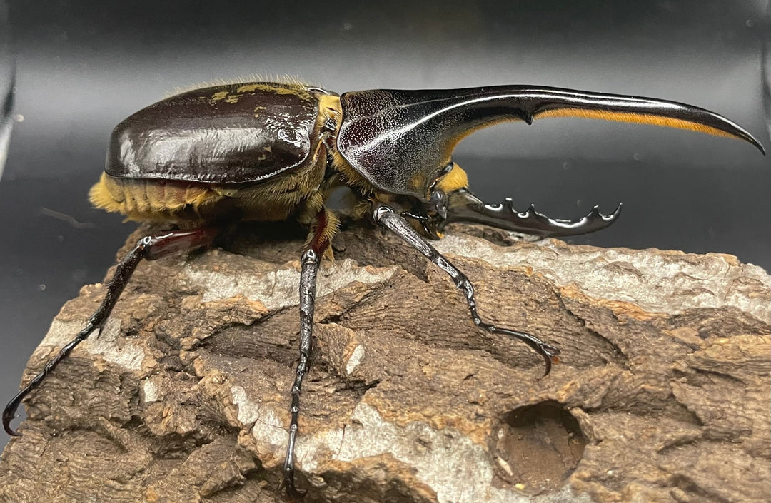 《ヘラクレス・ヘラクレス 126mm ペア》