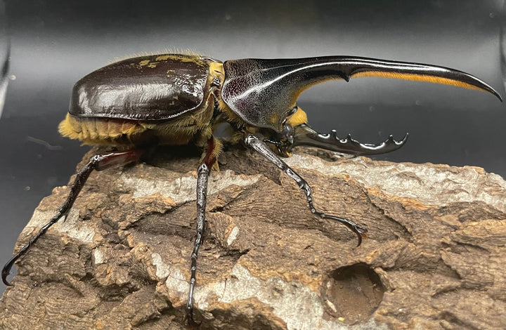 《ヘラクレス・ヘラクレス 126mm ペア》