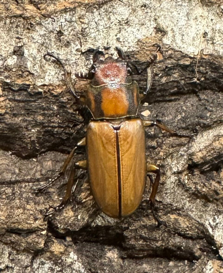 【WD】《ルニフェルホソアカ 48.5mm ♂B品ペア》