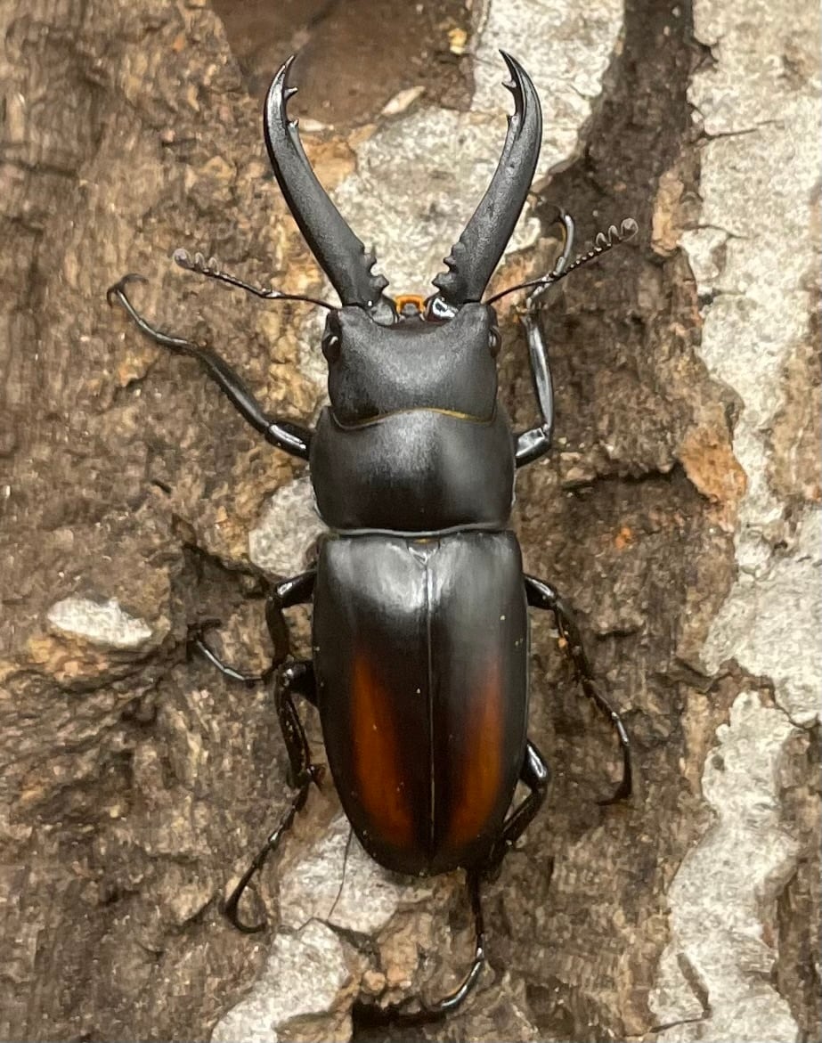 【WD】超貴重種《スピネウスノコギリクワガタ 36mmUP ペア B品》