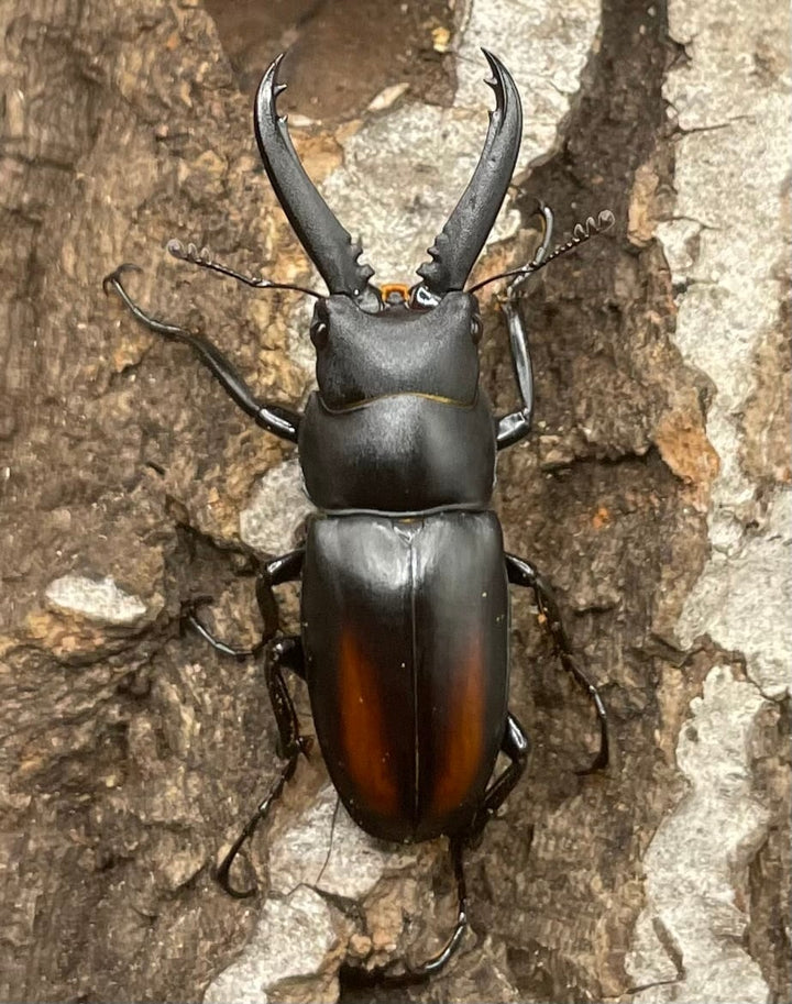 【WD】超貴重種《スピネウスノコギリクワガタ 36mmUP ペア B品》