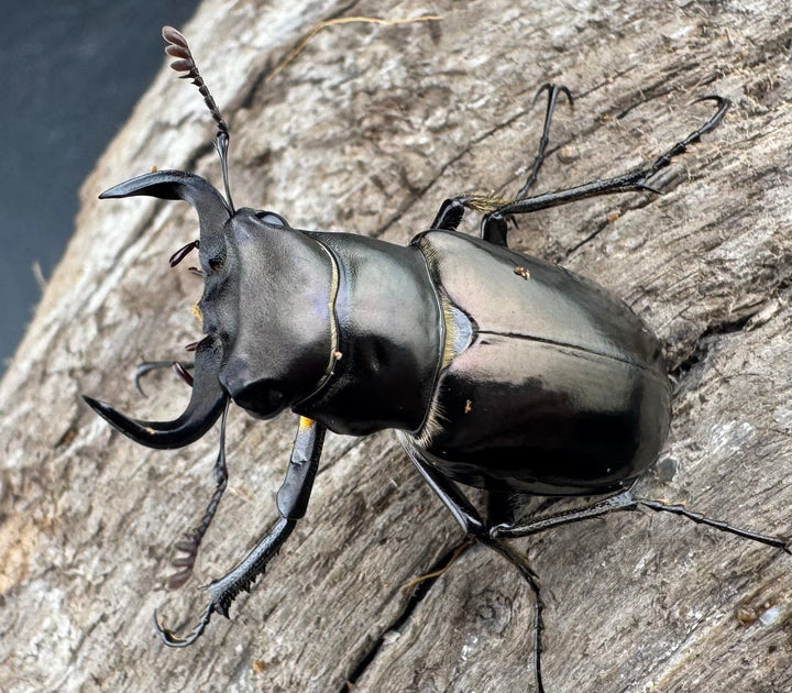 【WD】《ミンイミヤマクワガタ 32mm ペア》