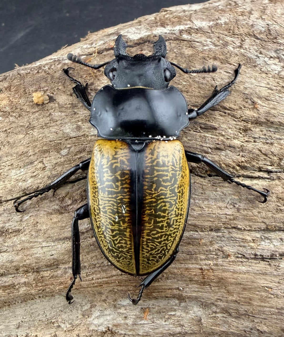 【WD】《スペクタビリスツヤクワガタ 64mm ペア》