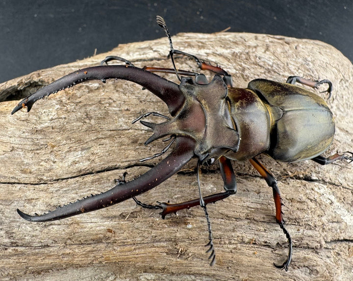 【WD】《プラネットミヤマクワガタ 81.5mm ペア》