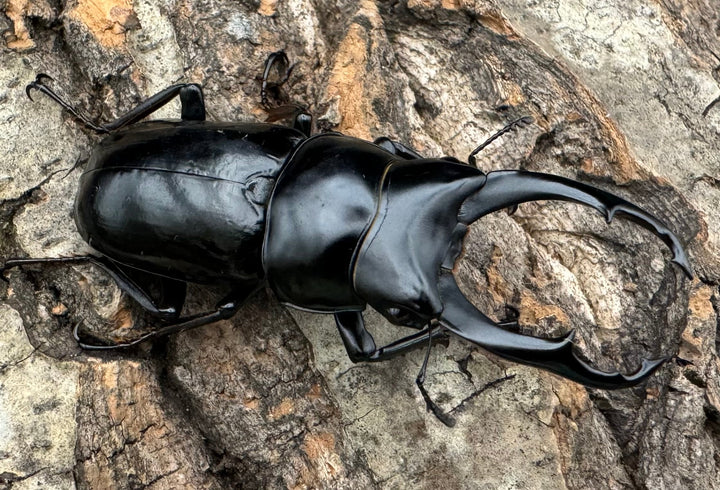 【WD】《ネパレンシス ssp. チベット産 58.5mm ♂♀♀トリオ》