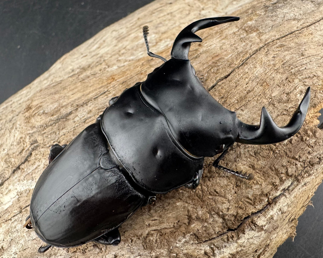 《インドグランディス亜種moriyai Garda93.3血統 73.5mm ペア》