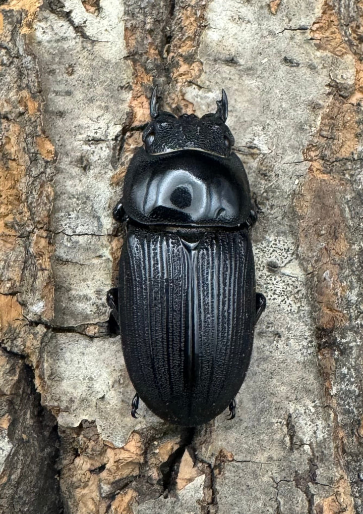 【WD】《ジャワパリーオオクワ 54mm ペア》