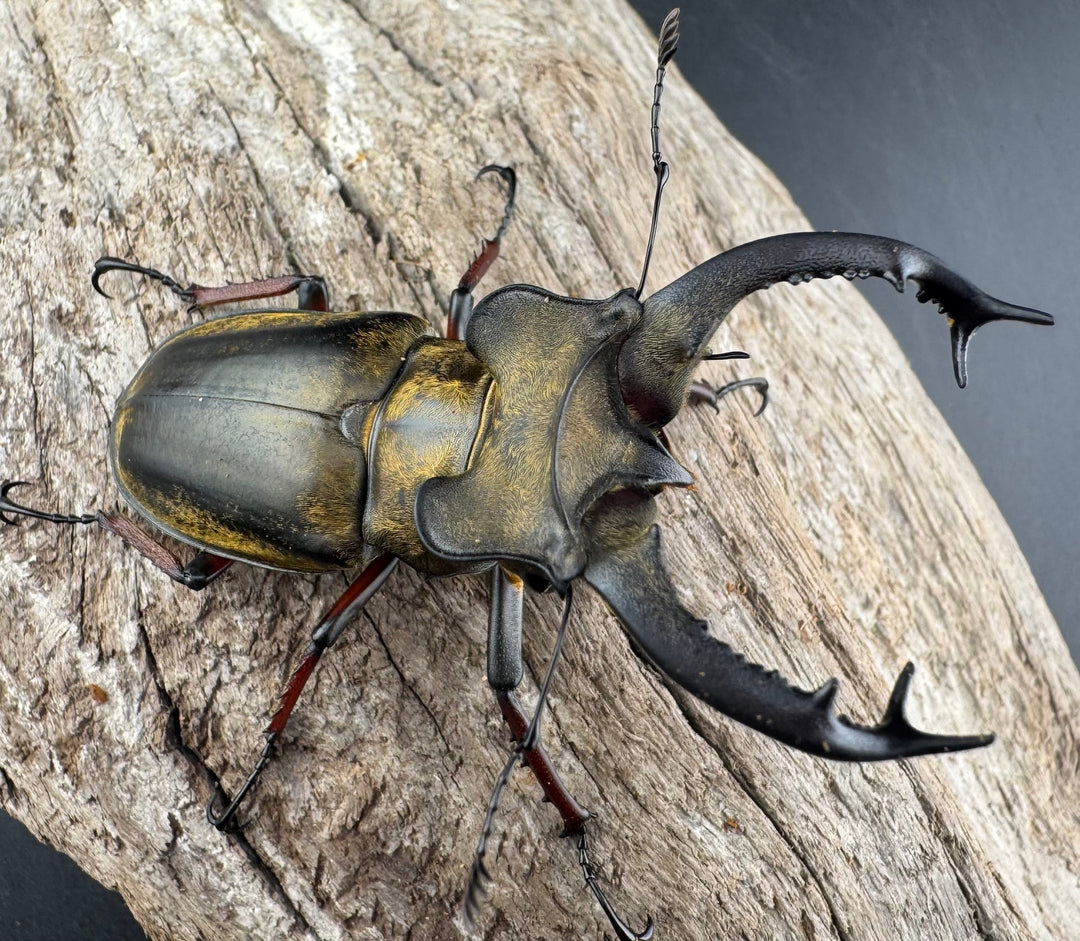 【WD】《セリケウスミヤマ原名亜種 66mm ペア》