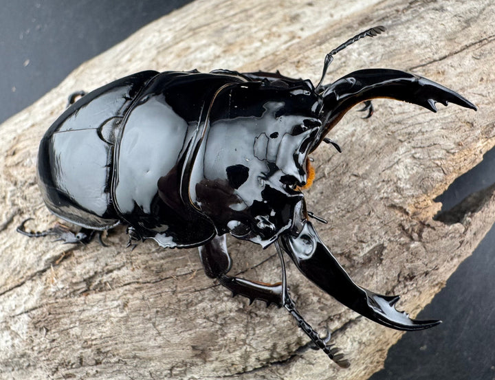 《レギウスオオツヤクワガタ 79.5mm ペア》