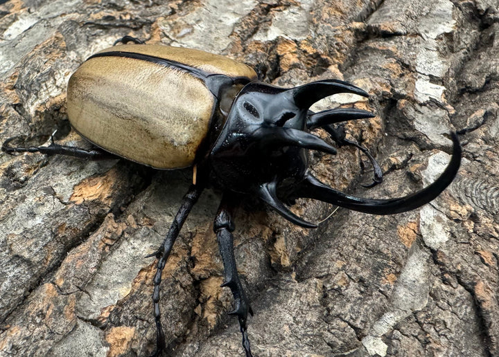 【WD】《ゴホンツノカブト 75mm ペア》