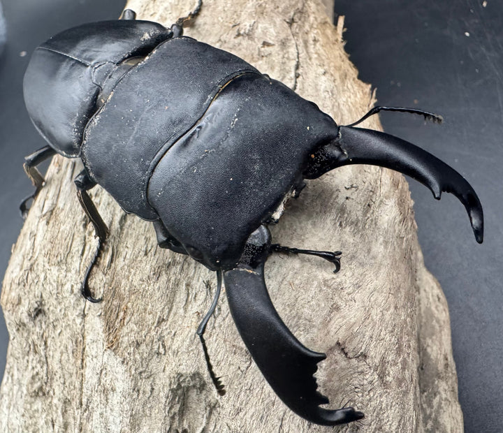 【WD】《西ペレンヒラタ（スラウェシオオヒラタ） 88.5mm ペア