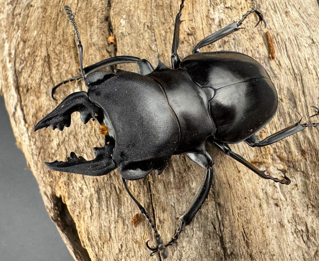 【WD】《カメラツヤクワガタ ラゴノイ産 55.5mm ペア》