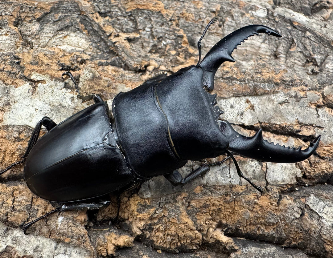 【WF1】《ベトナムヒラタクワガタ 70mm ペア》