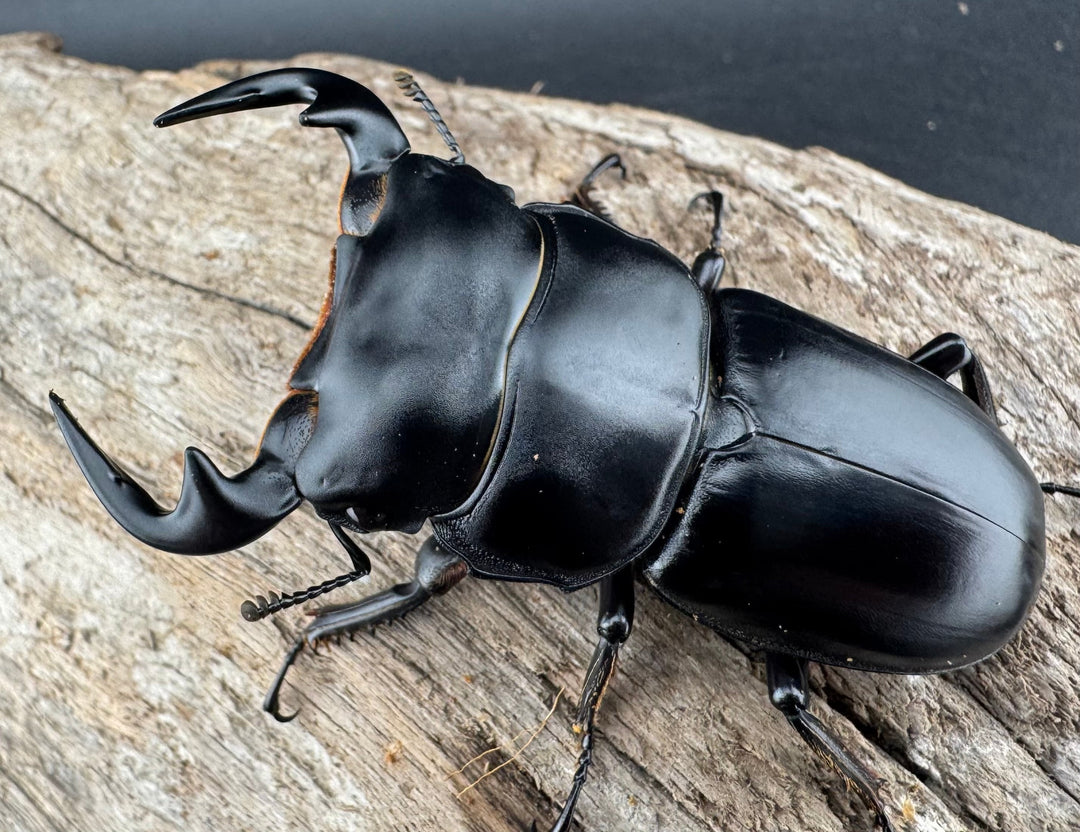 【WD】《アンタエウスオオクワ カオバン産 63mm ペア》