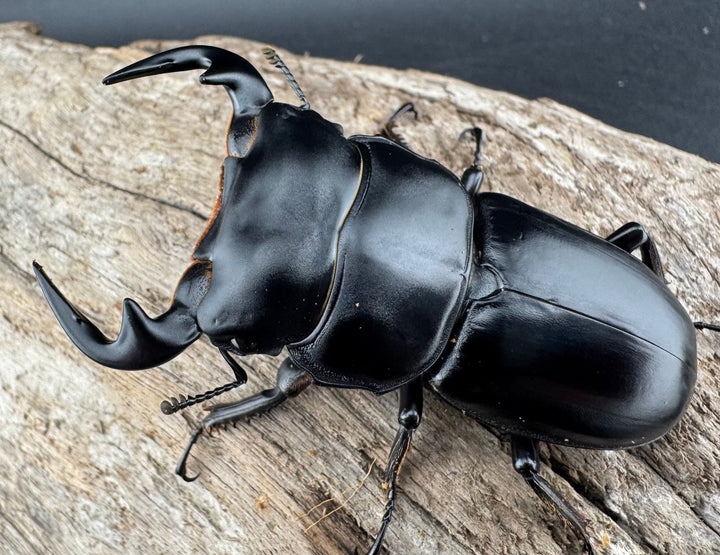 【WD】《アンタエウスオオクワ カオバン産 63mm ペア》