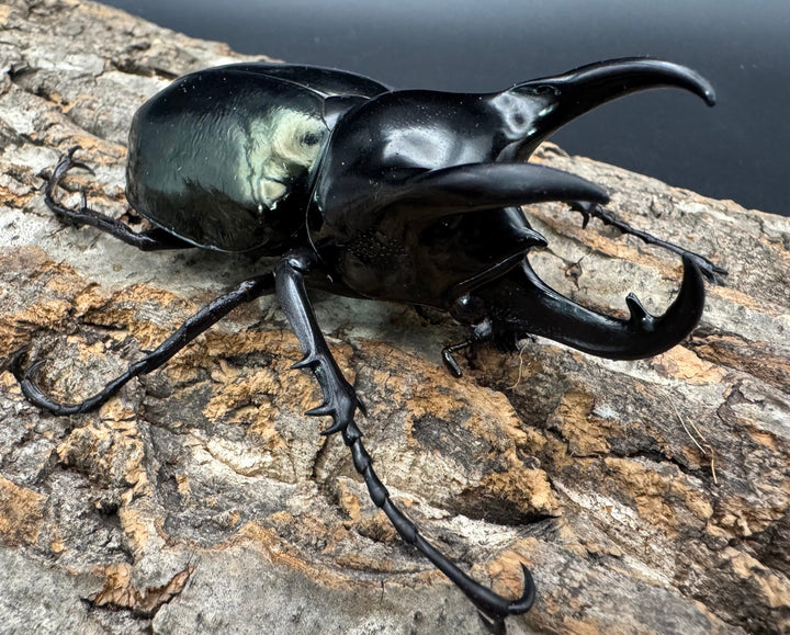 【WD】《マレーコーカサスオオカブト 88.5mm ペア》