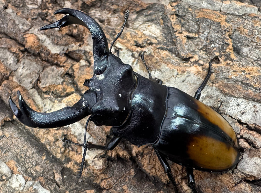 【WD】《セアカフタマタ（パリーフタマタ） 80.5mm ペア》