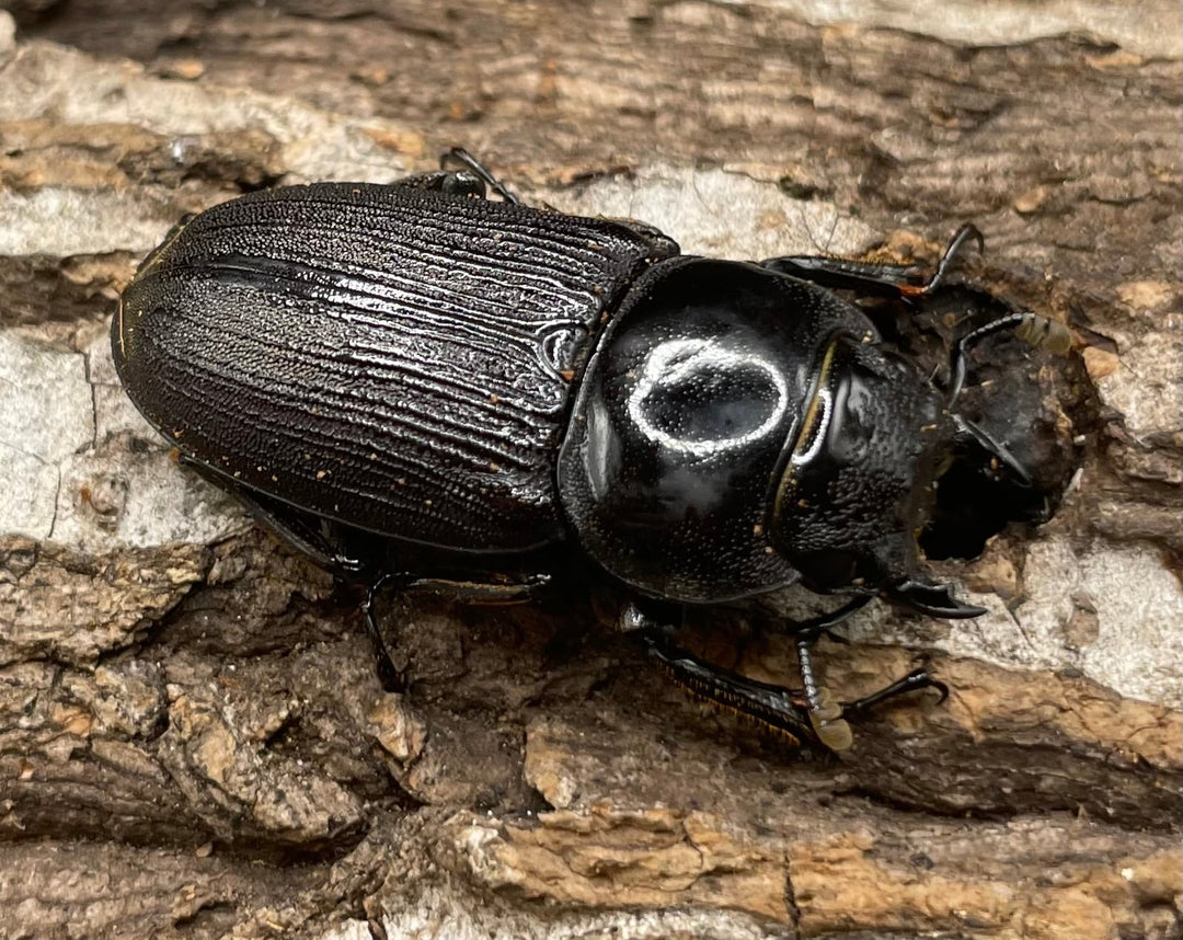 【WD】《ミンダナオパリーオオクワ ♀単》