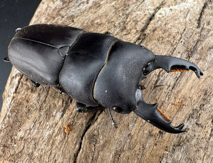 【WD】《タウルスヒラタ ボアク島産 55.5mm ペア》