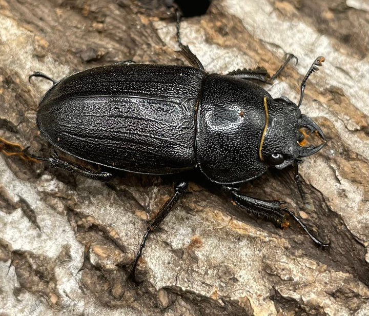 【WD】《アマミノコギリ 64mm ペア》