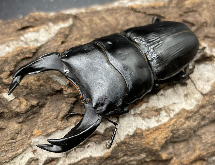 《ホペイオオクワガタ HG血統 75mm ペア》