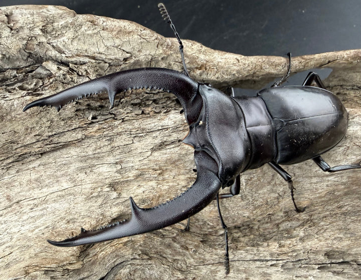 【WD】《マンディブラリスフタマタ 98mm ペア》