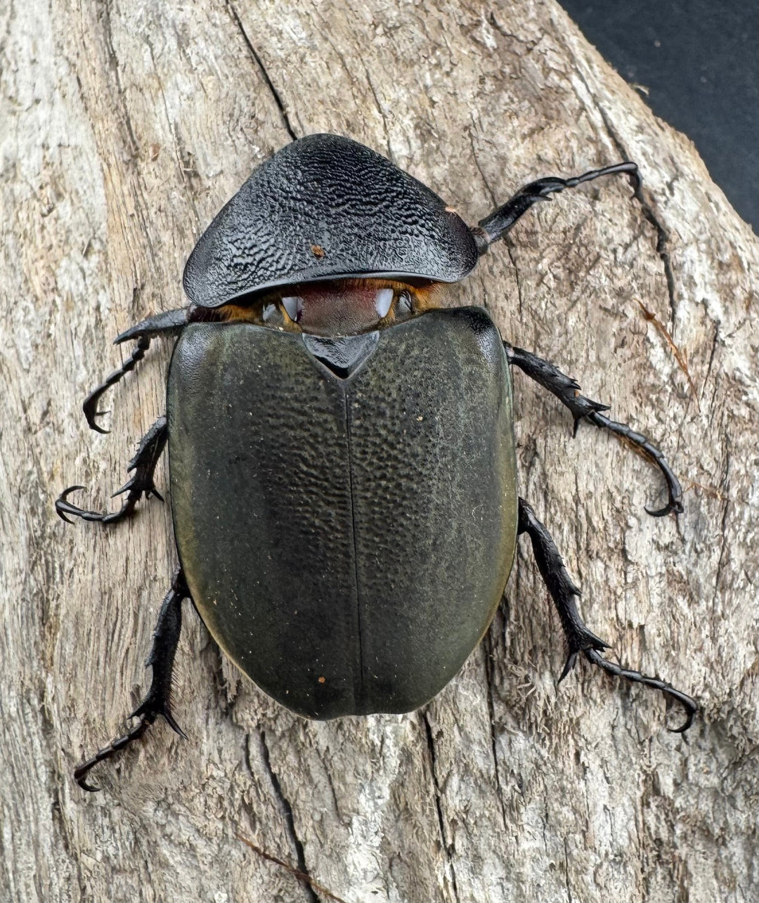 【WD】《ミンダナオアトラスオオカブト マラグサン産 97mm ペア》