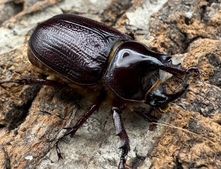 《バラタスサスマタサイカブト Free ペア》