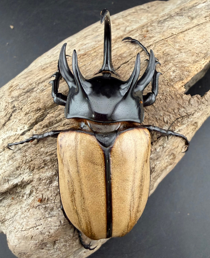 【WD】《ゴホンツノカブト原名亜種 タイ産 83mm ペア》