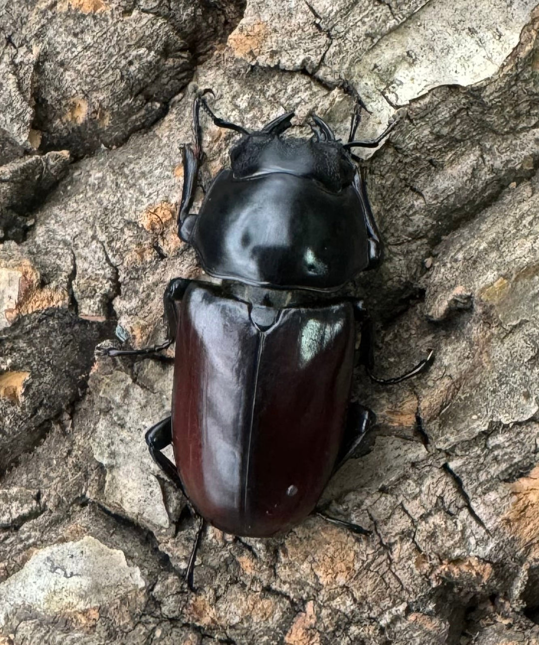 【WF2】《アローコクワ亜種リエン 68mm ペア》