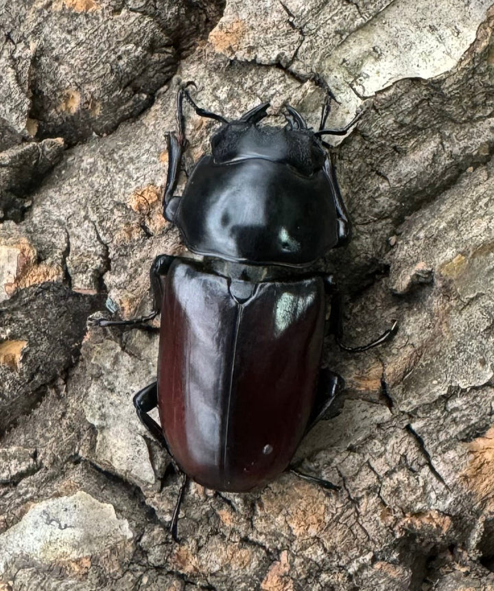 【WF2】《アローコクワ亜種リエン 68mm ペア》