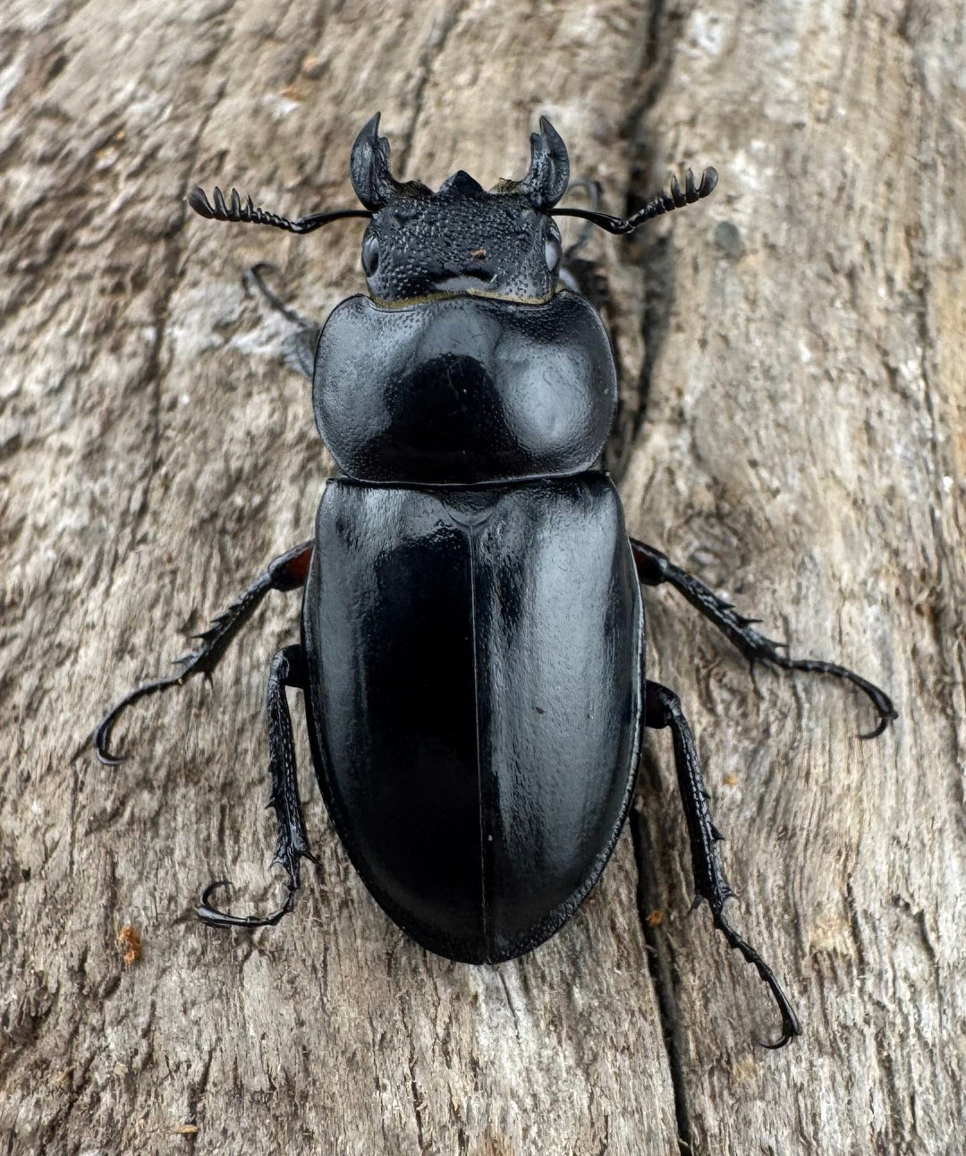 【WD】《パリーミヤマクワガタ 42.5mm ♀赤脚 ペア》