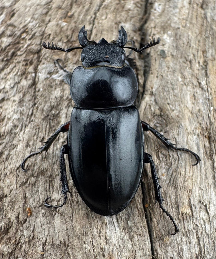 【WD】《パリーミヤマクワガタ 42.5mm ♀赤脚 ペア》