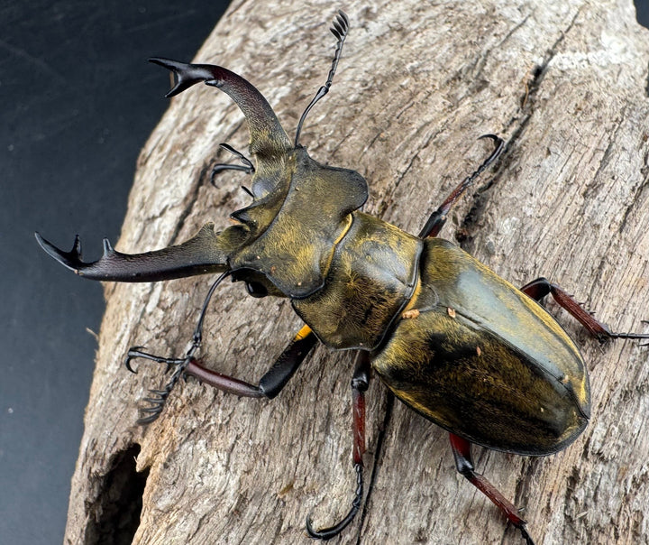 【WD】《セリケウスミヤマ原名亜種 55mm ペア》