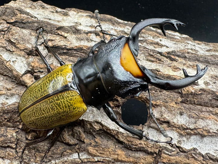 【WD】《スペクタビリスツヤクワガタ 72mm ペア》