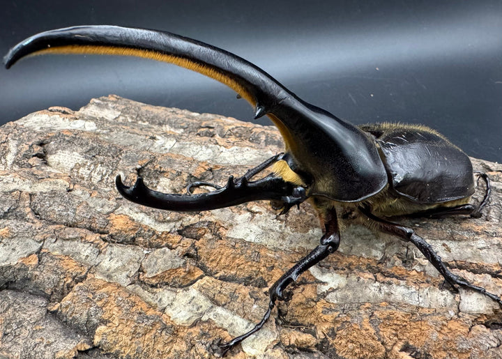 《ヘラクレス・ヘラクレス 145mm ペア》