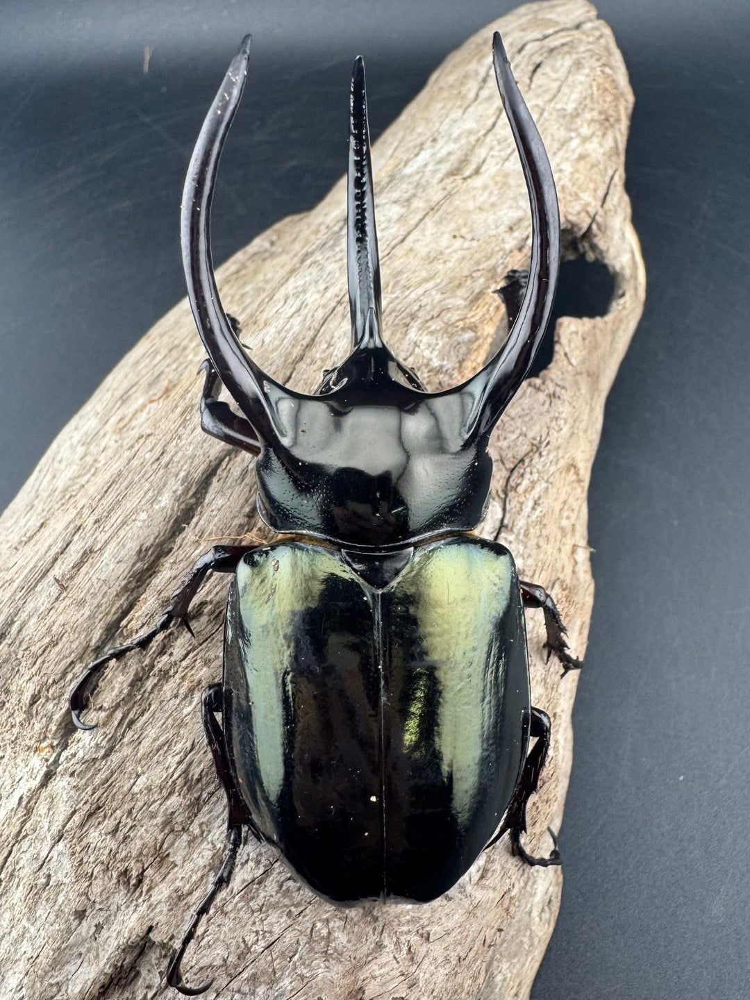 【WD】《アトラスオオカブト原名亜種 パロロ パル産 87mm ペア》