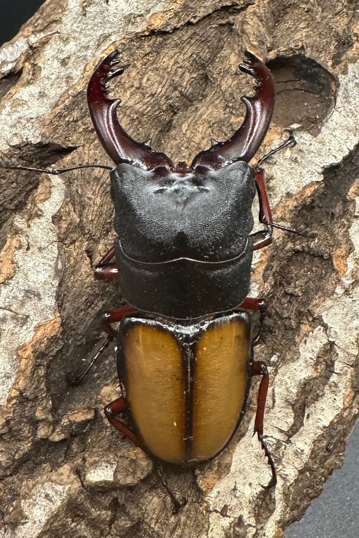 【WF1】《ウムハンギノコギリ 64mm ♂単》