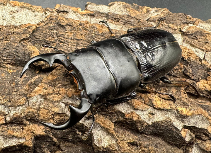 【WD】《ミンダナオパリーオオクワ  ペア》