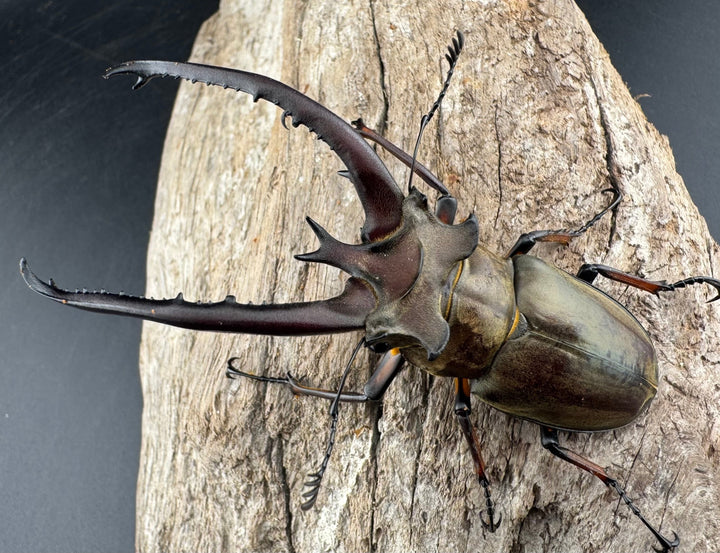 【WD】《プラネットミヤマクワガタ 81mm ペア》