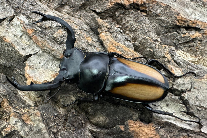 【WD】《ボイレアウシカ 52mm ペア》