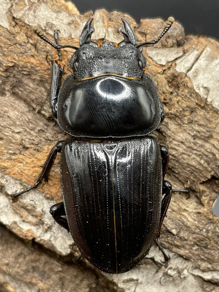 《ホペイオオクワガタ SL血統 73mm ペア》