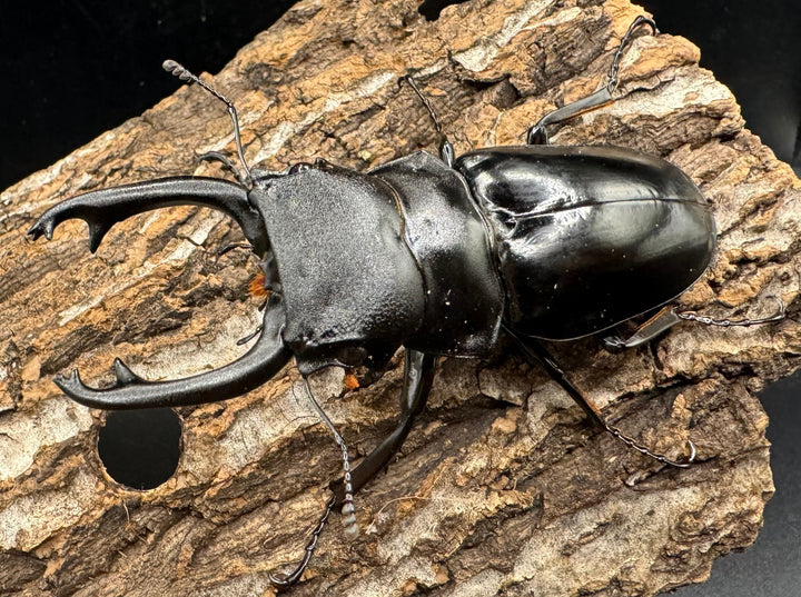 【WD】《スティーブンスツヤ亜種mamaesaensis 黒化型 76.5mm ペア》