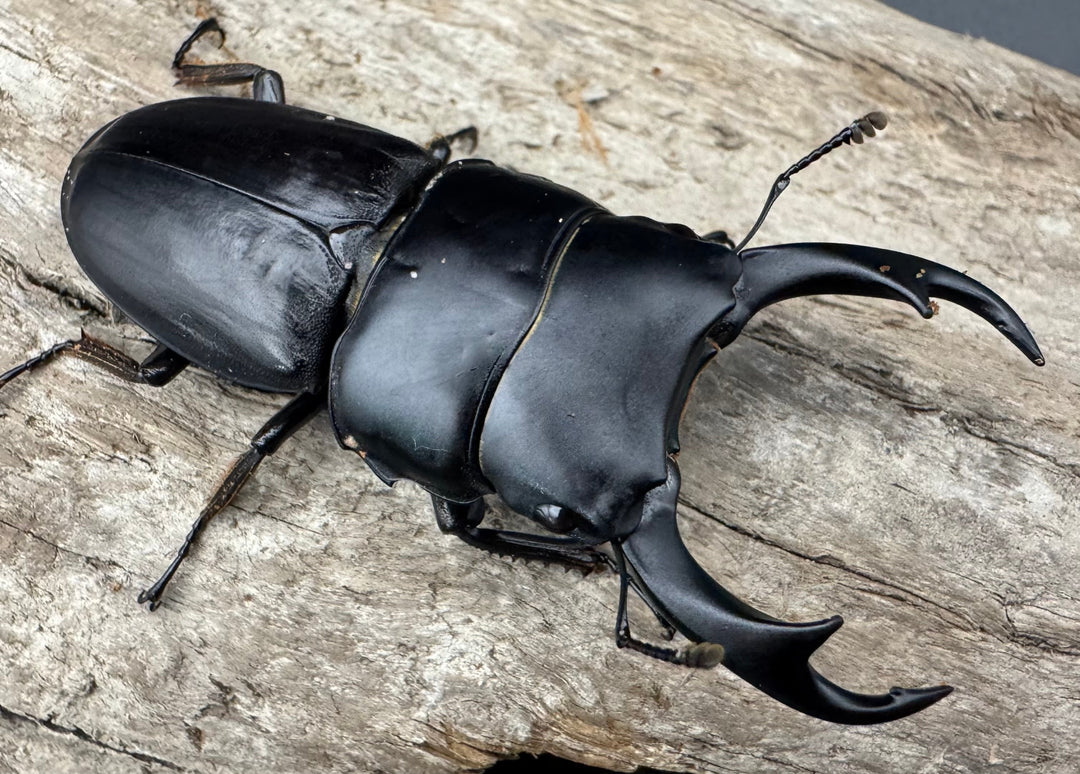 【WD】《パリーオオクワ ベンクール産 63mm ペア》